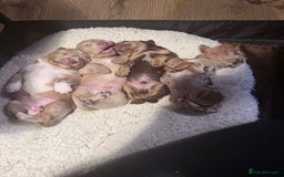 Mixed Breed dogs for sale: Adorable Daschund x spaniel pups  - Advert 2