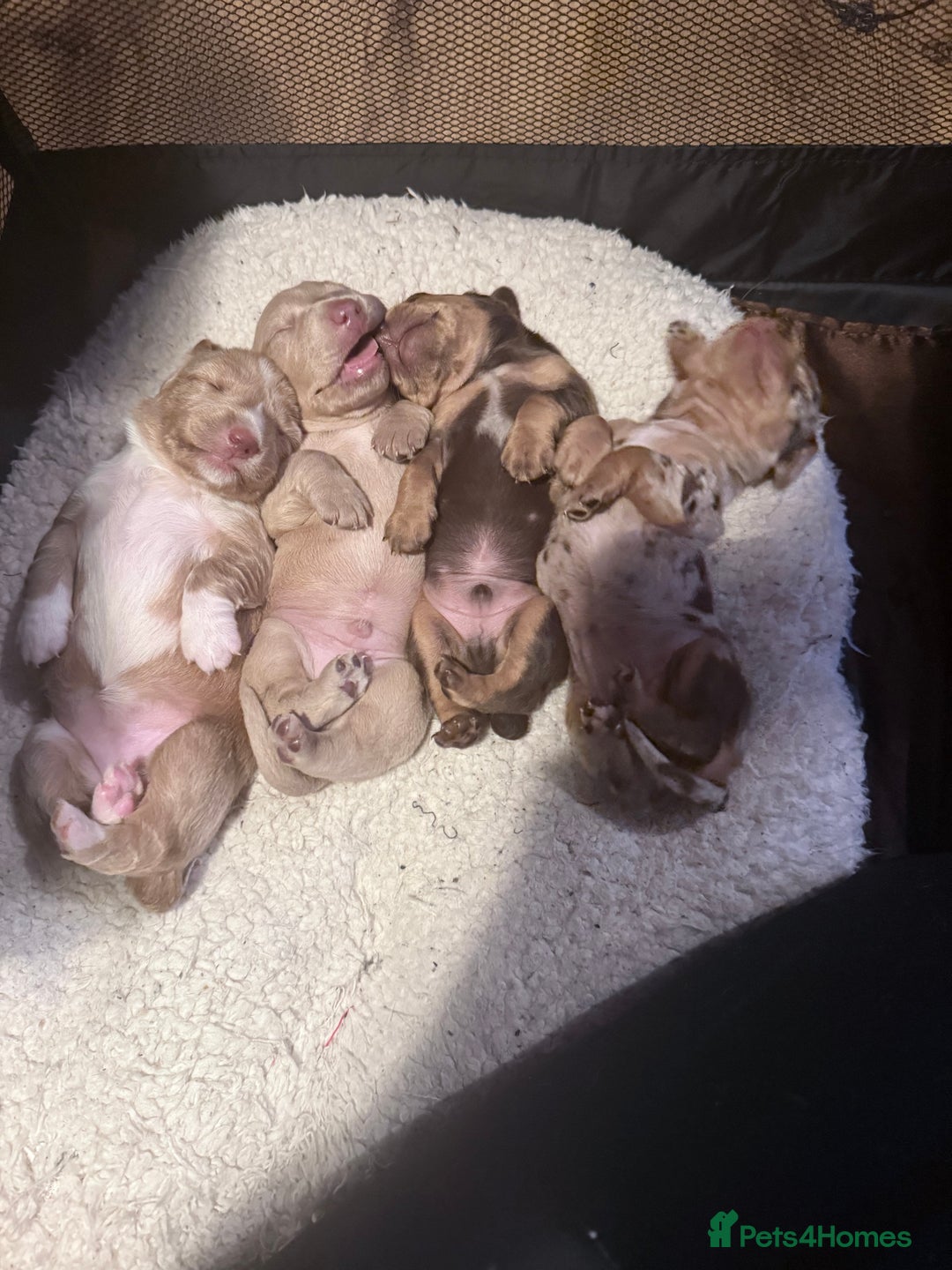 Mixed Breed dogs for sale: Adorable Daschund x spaniel pups  - Advert 2