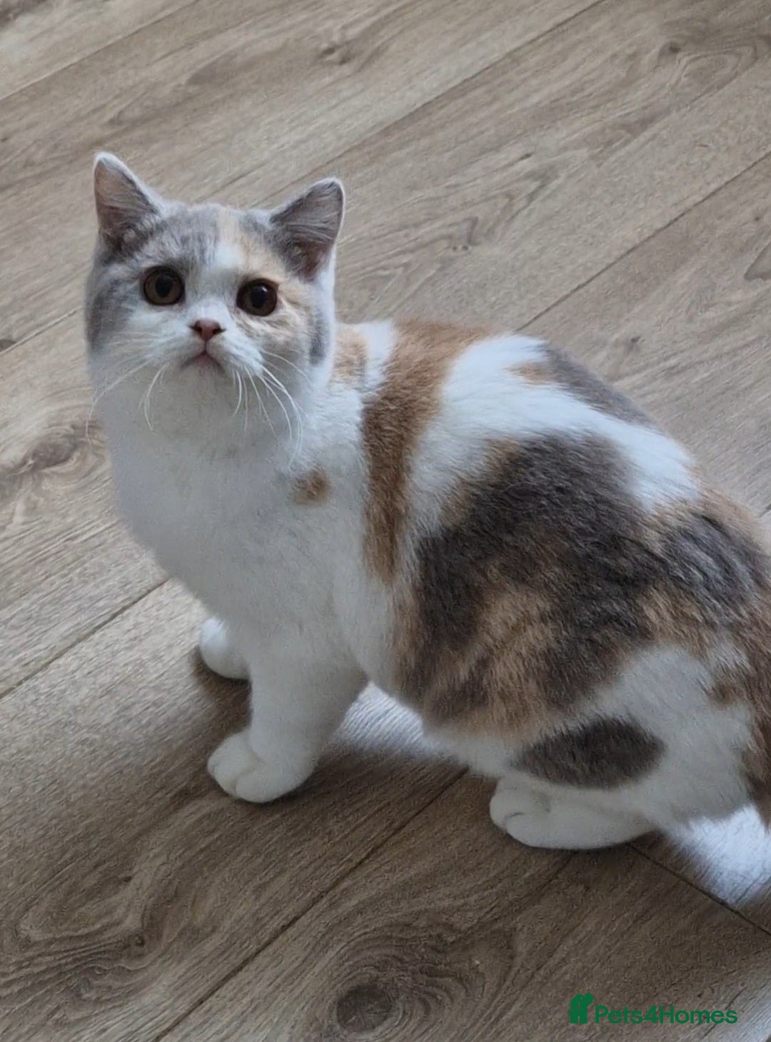British Shorthair cats for sale: Tortie female British shorthair  - Image 1