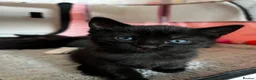 Bengal cats for sale: Beautiful Half Bengal Kittens - Ready Soon - Advert 11