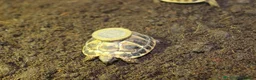 Tortoise reptiles for sale: BABY HERMANNS & SET UPS! - Advert 5