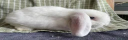 Mini Lop rabbits for sale: Mini lop doe for sale - Advert 2