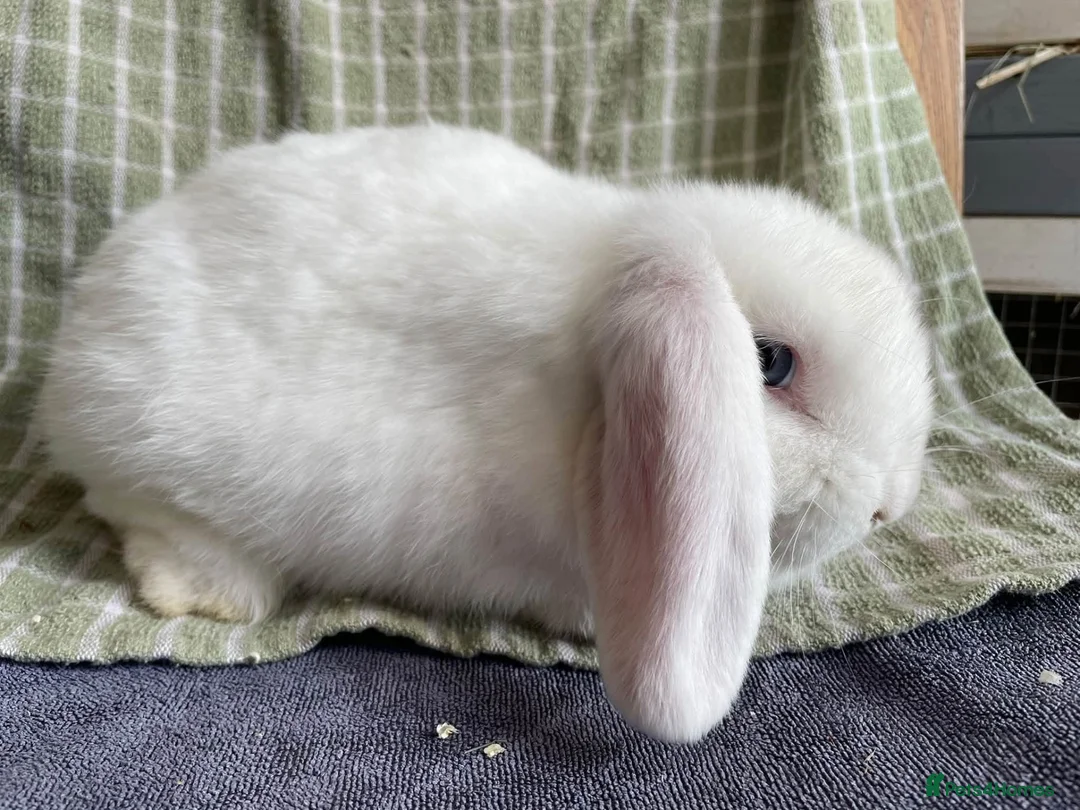 Mini Lop rabbits for sale: Mini lop doe for sale - Advert 2