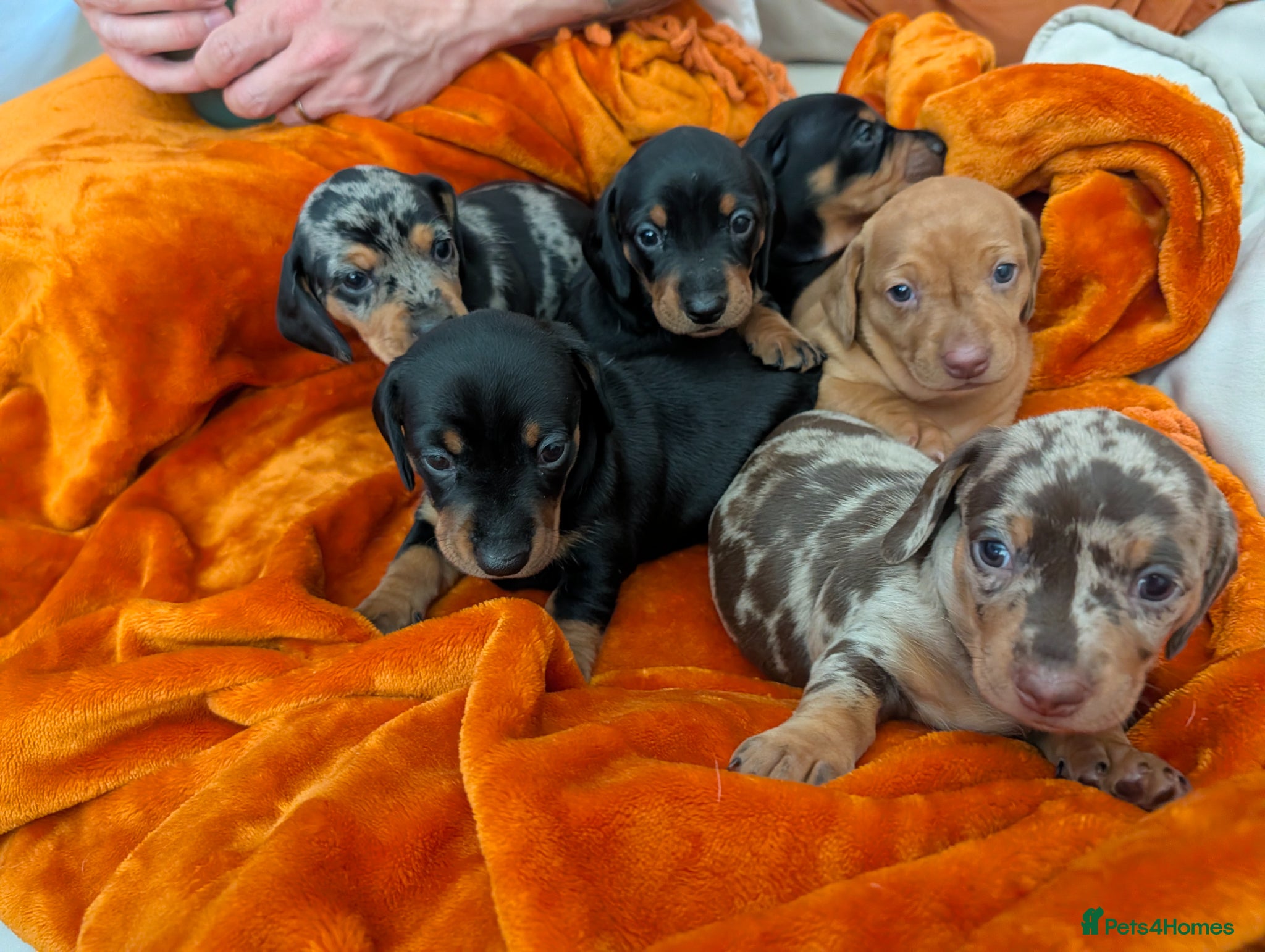 Dachshund dogs Standard well built and quality dachshund puppies  - Advert 2