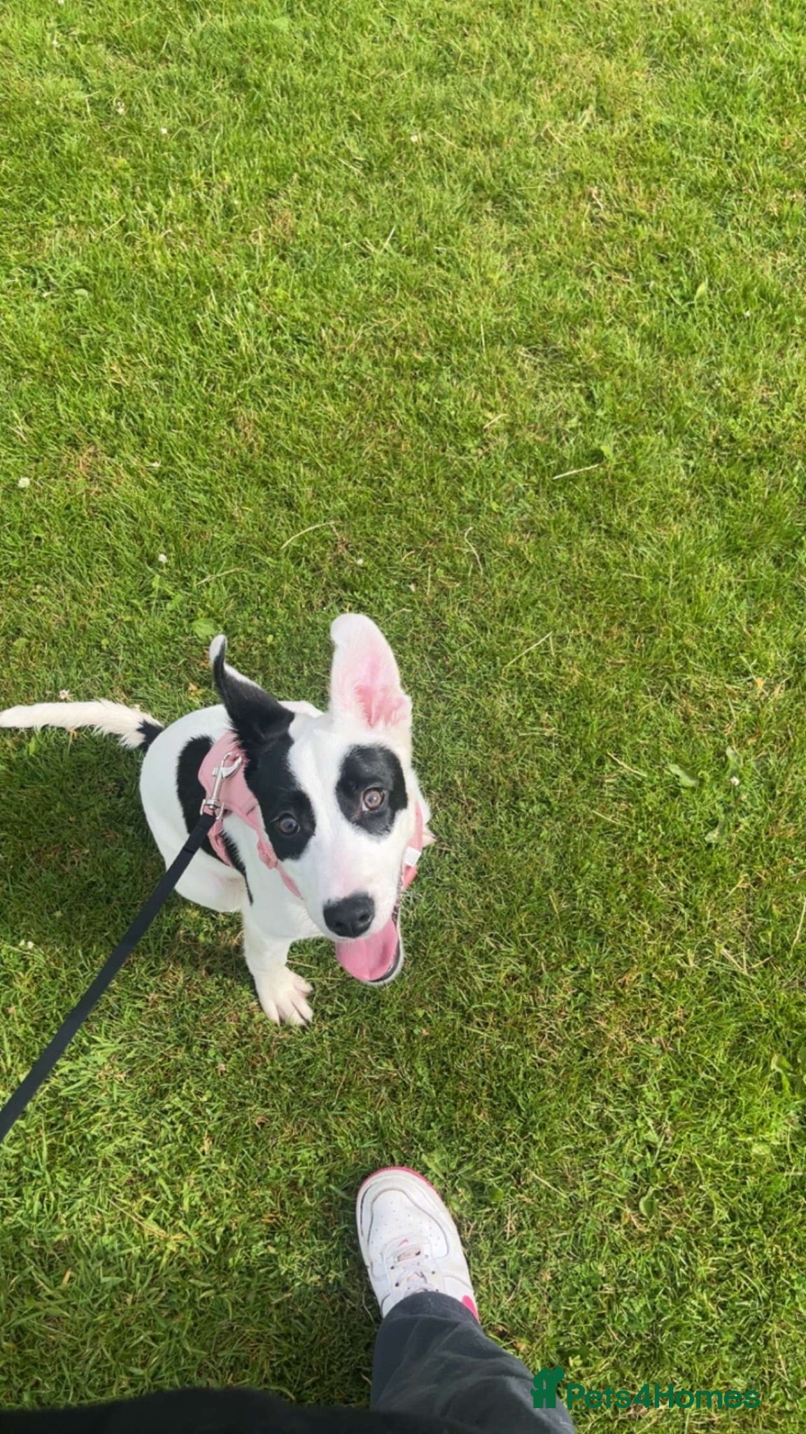 Mixed Breed dogs Peach looking for a new home  - Advert 18