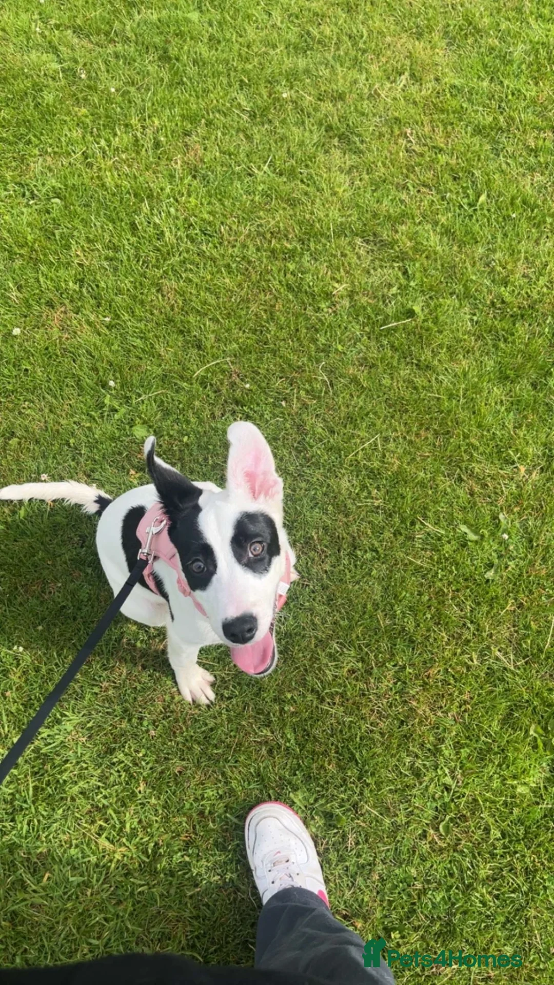 Mixed Breed dogs for sale: Peach looking for a new home  - Advert 1