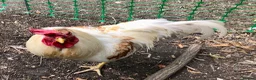 Chickens poultry for sale: Cockerel Rooster For Sale in Bolton - Advert 3