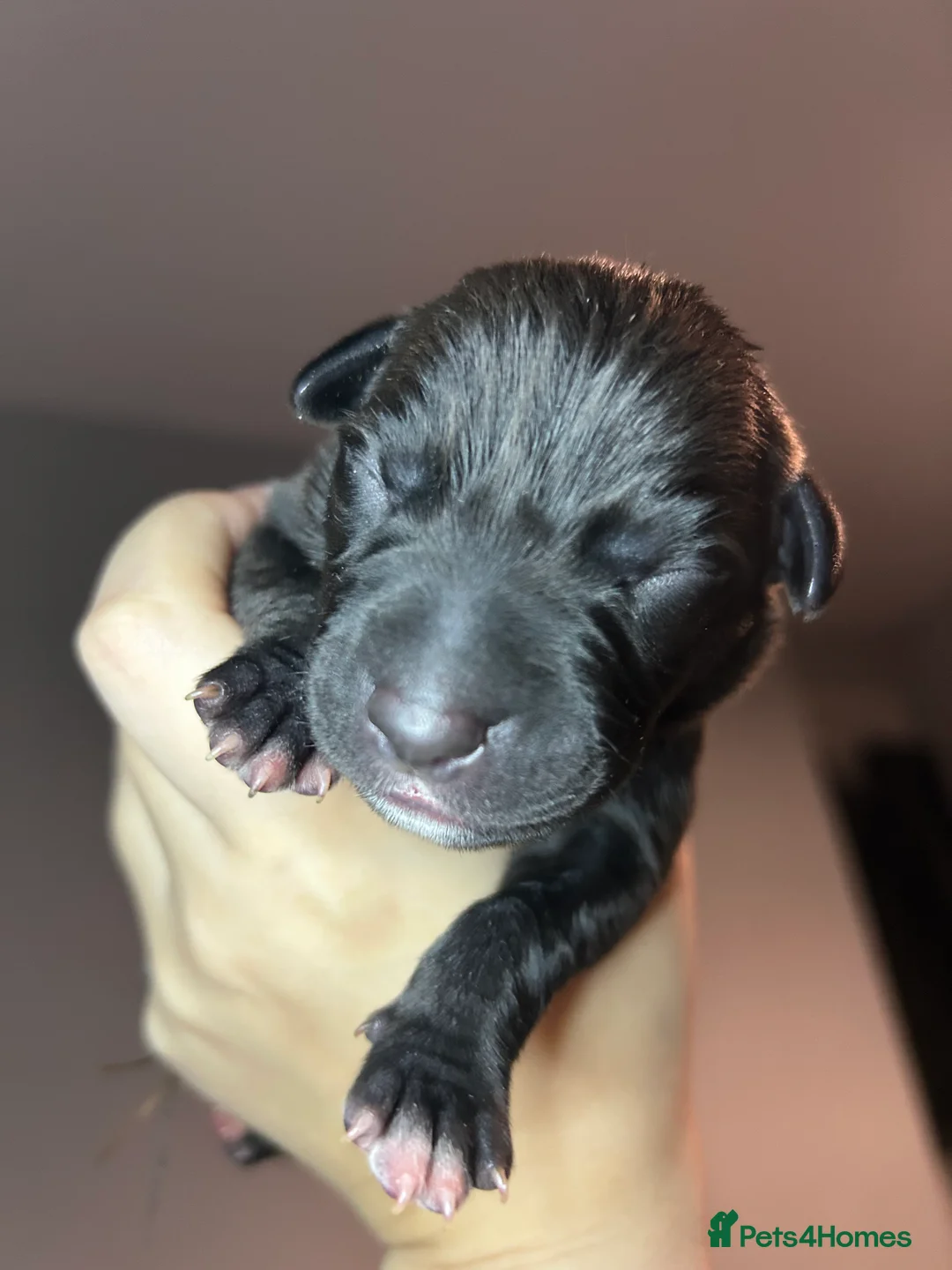 Mixed Breed dogs for sale: Bull Greyhounds (Lurchers) - Advert 16