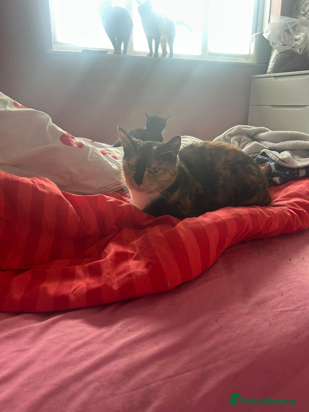 Domestic Shorthair cats for sale: 2 sisters  - Image 2