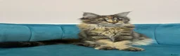 Maine Coon cats for sale: TICA Pedigree Registered Maine Coon Kittens - Advert 24