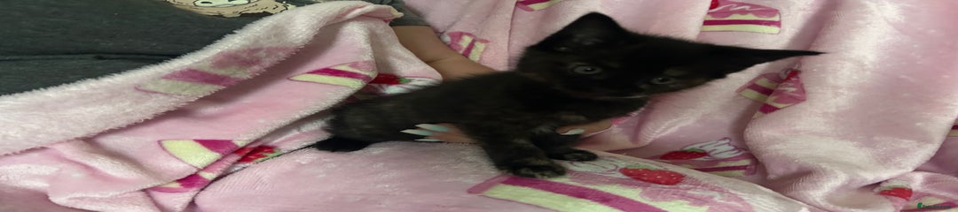 Maine Coon Kitten 2