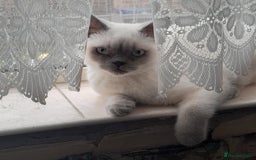 British Shorthair cats for sale: BSH Lilac Colourpoint Kitten - 1 left in Clacton-on-Sea - Image 12
