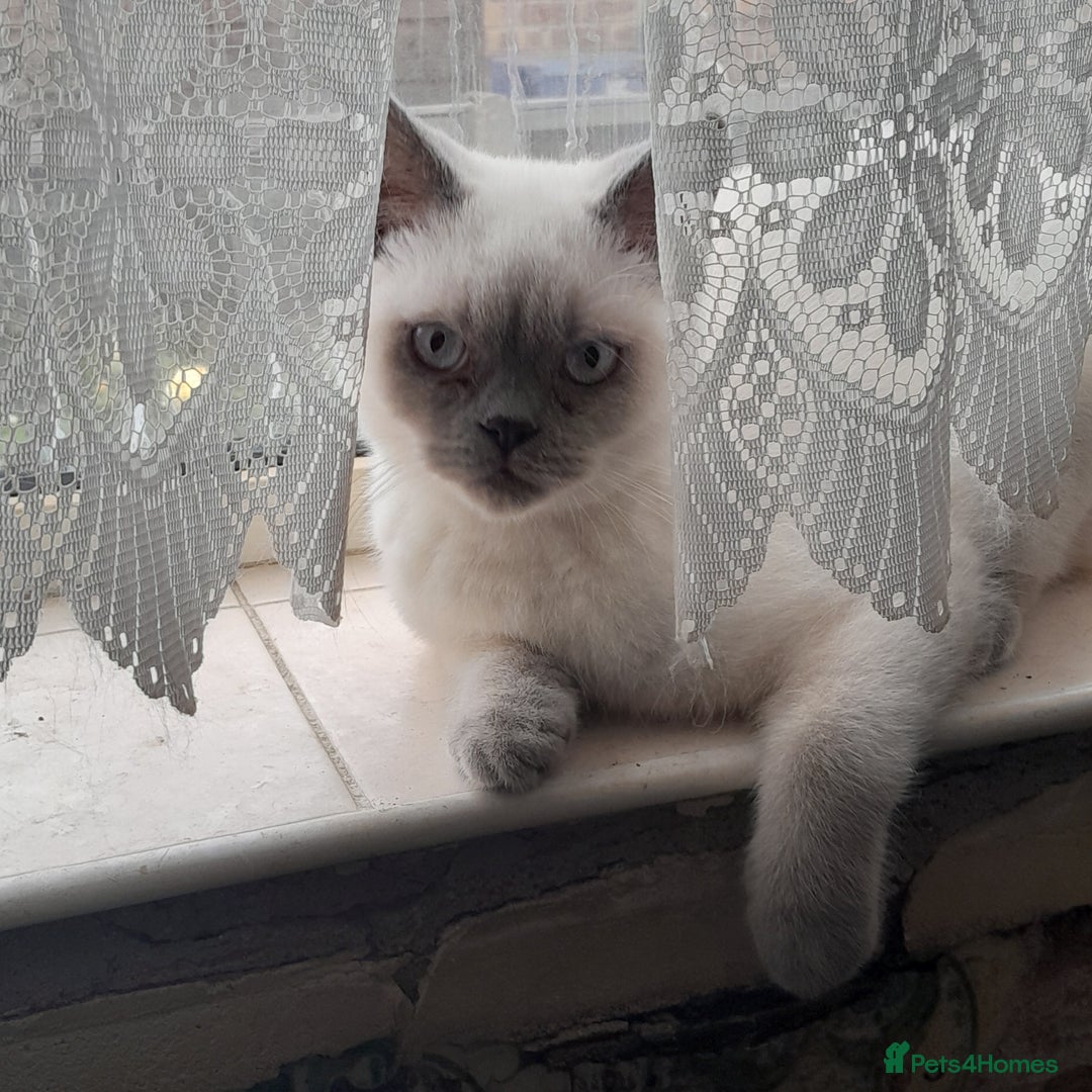 British Shorthair cats for sale: BSH Lilac Colourpoint Kitten - 1 left in Clacton-on-Sea - Image 12
