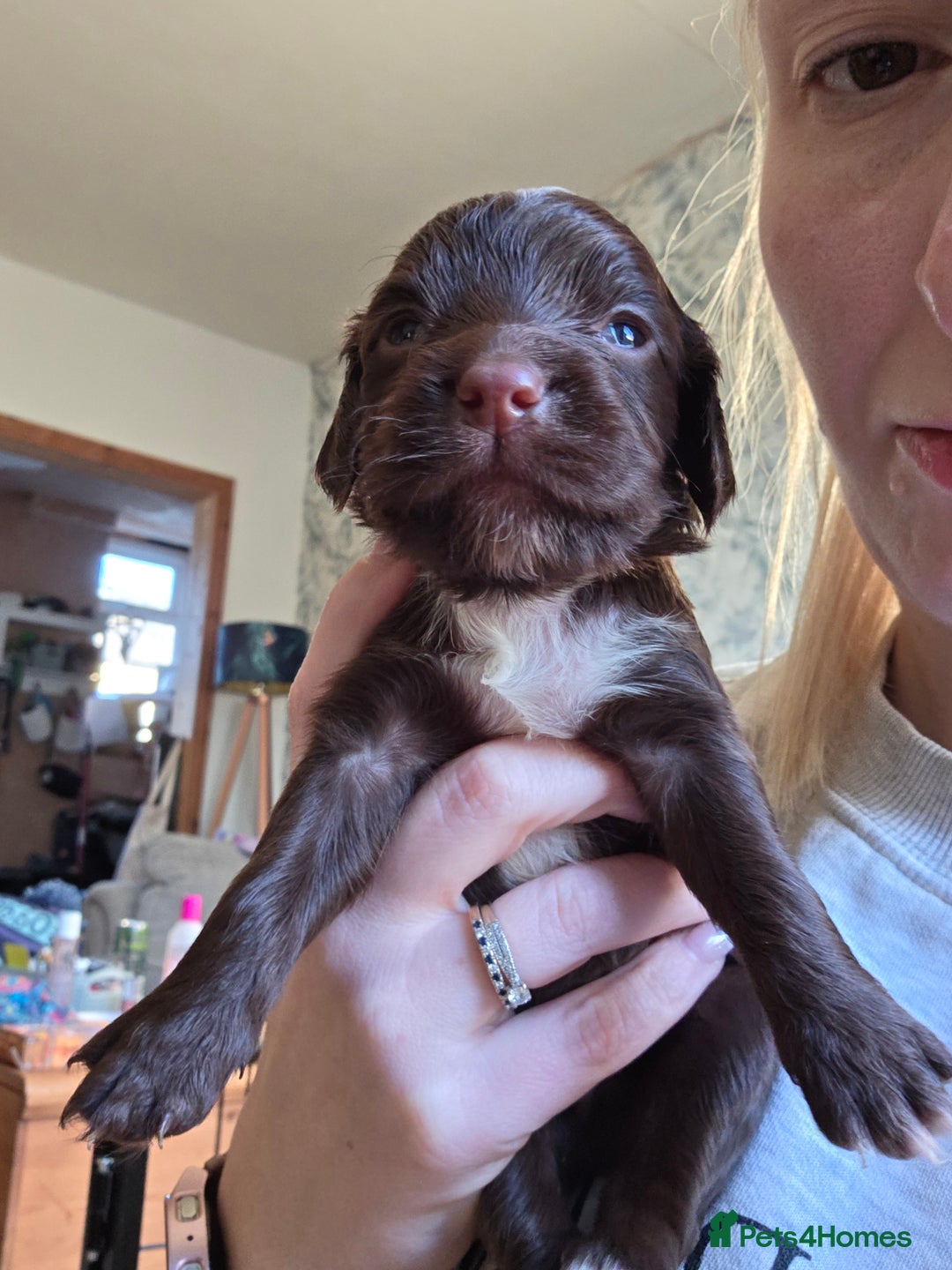 Cocker Spaniel dogs for sale: Beautiful Spaniel pups! - Advert 37