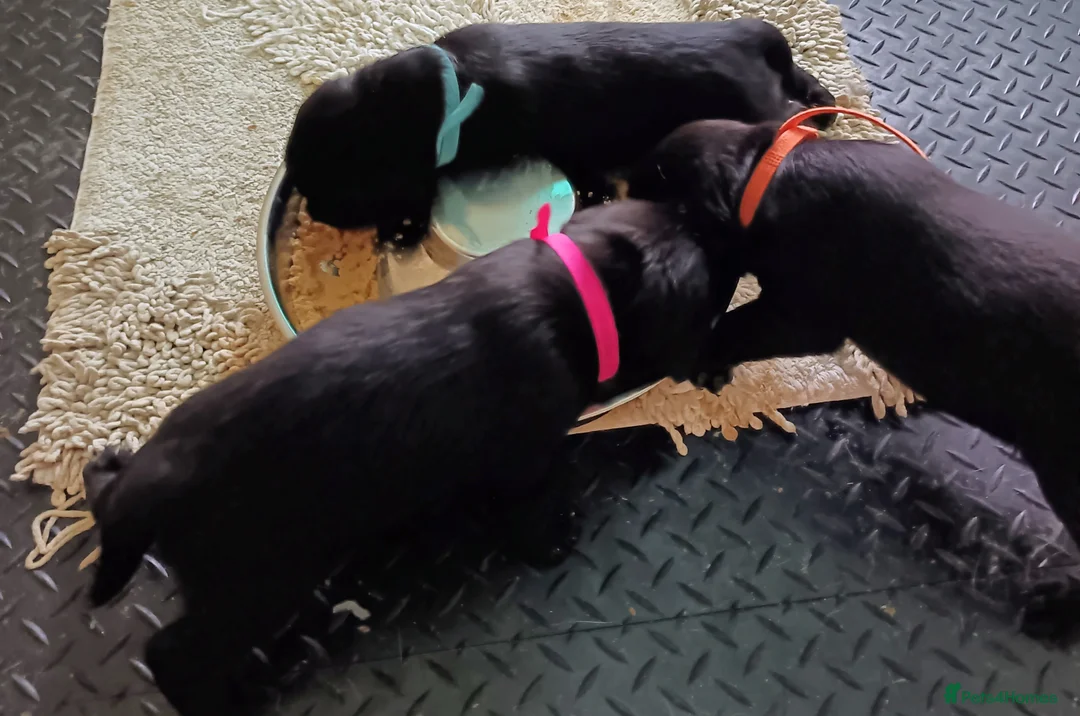Labrador Retriever dogs for sale: KC reg yellow & black Labrador puppies socialised - Advert 36