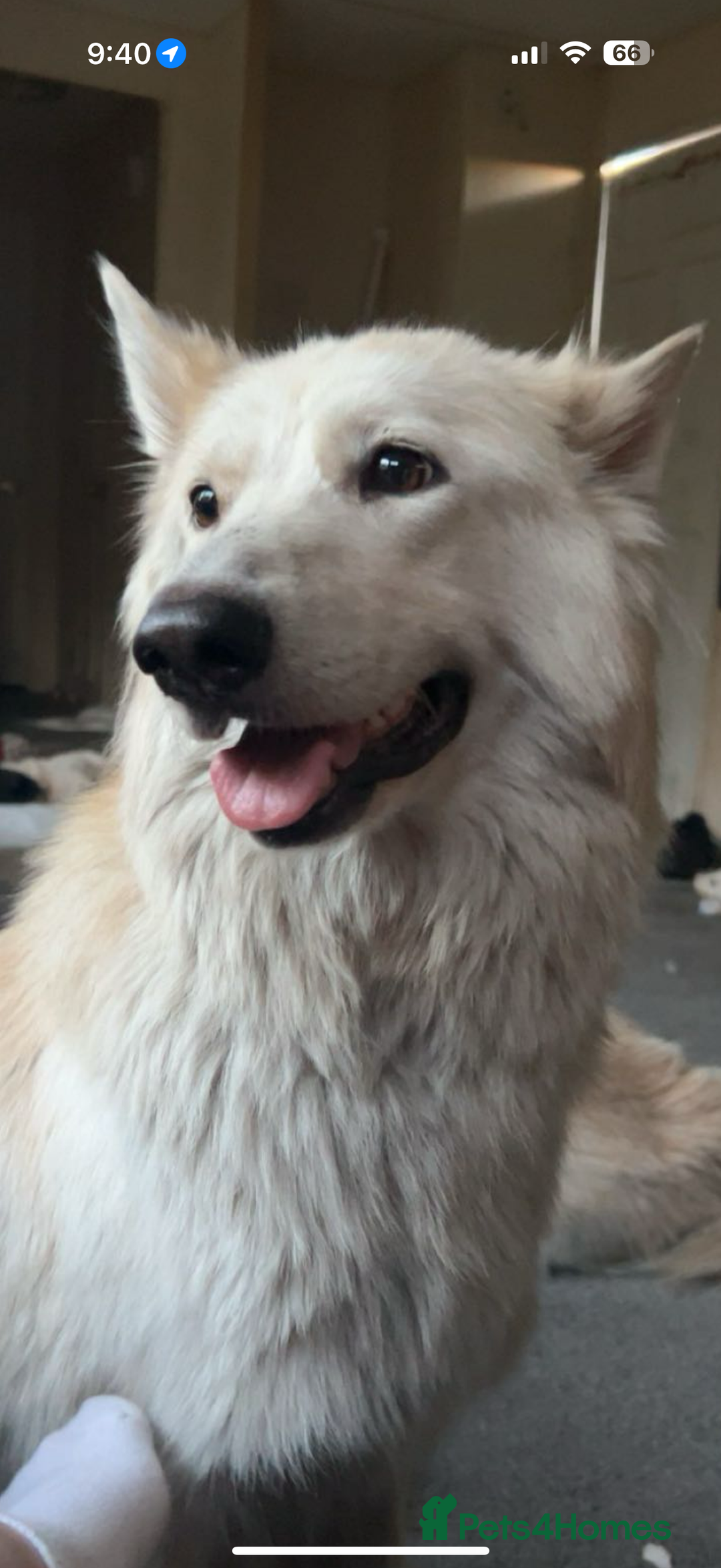 Mixed Breed dogs for sale: German shepherd X Great Dane  - Image 6