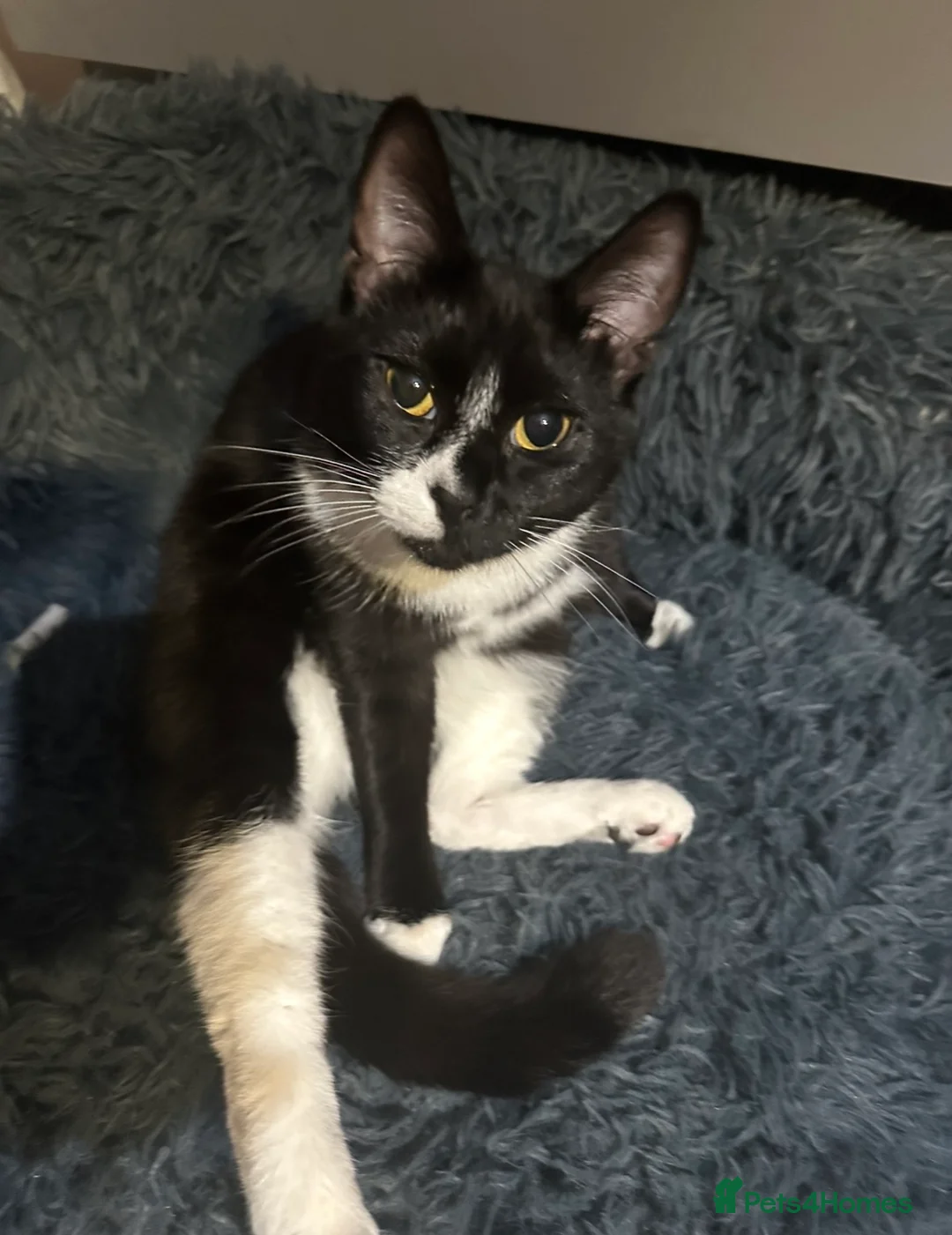 Mixed Breed cats for sale: Mixed breed cat - Advert 1