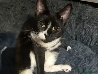 Mixed Breed cats Mixed breed cat - Advert 3