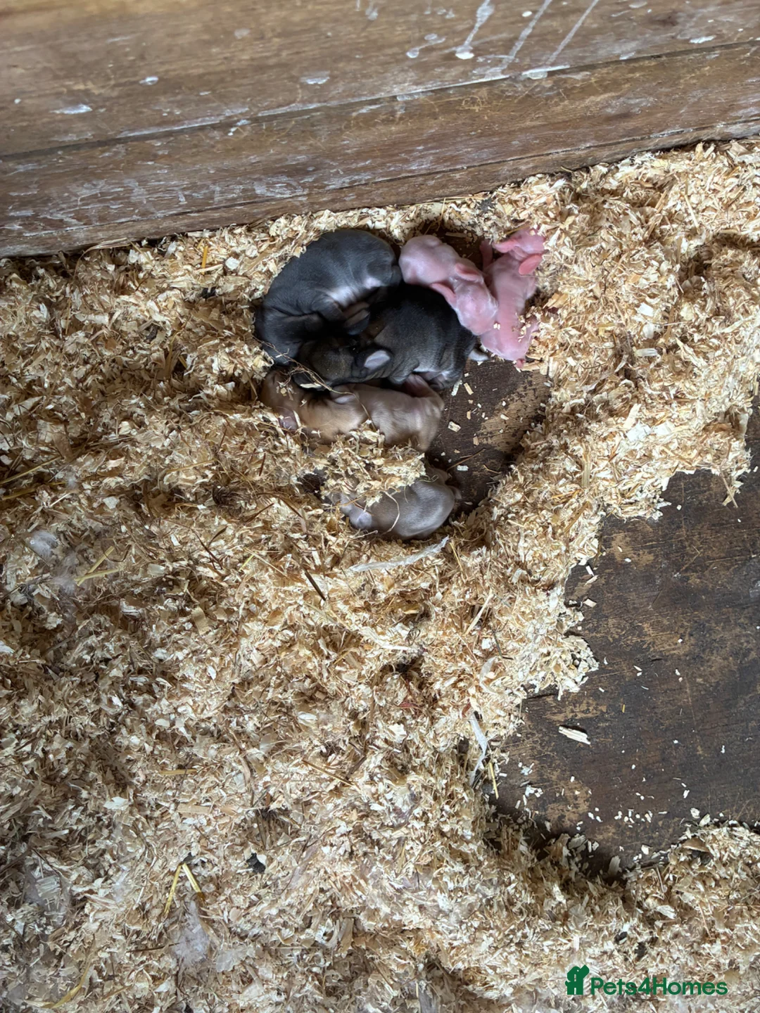 Dwarf Lop rabbits for sale: Lop and dwarf baby rabbits  - Advert 6