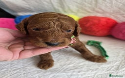 Mini Goldendoodle dogs for sale: 👑Superb Rare Toy/Mini Deepest Red Goldendoodles👑 - Image 26
