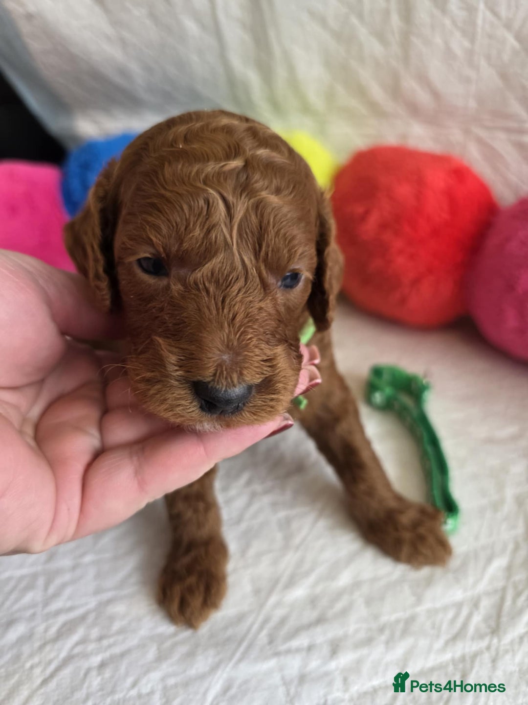 Mini Goldendoodle dogs for sale: 👑Superb Rare Toy/Mini Deepest Red Goldendoodles👑 - Image 26
