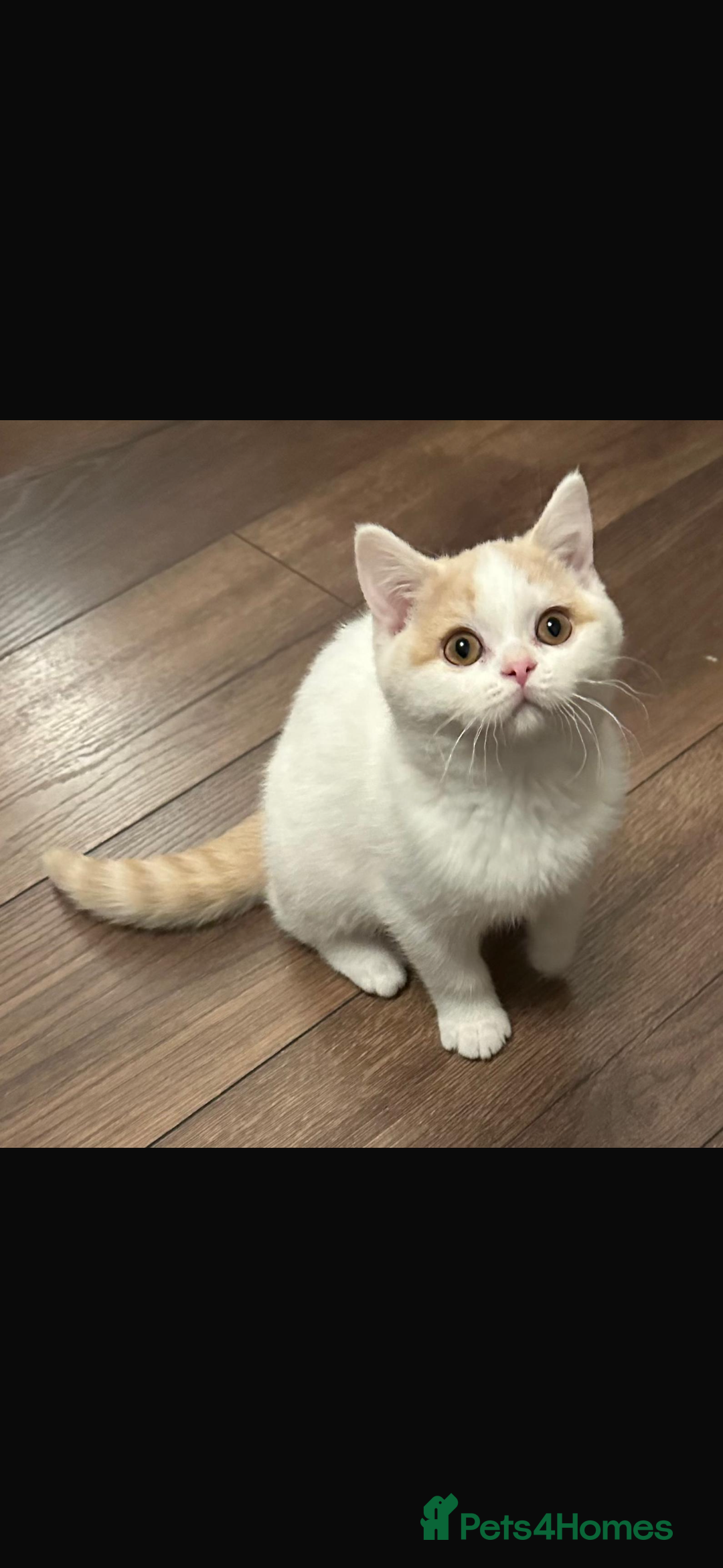 British Shorthair cats for sale: 1 left Ready NOW GCCF BSH kittens  - Advert 14