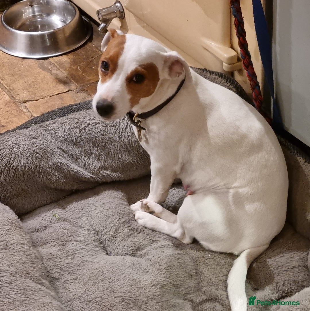 Jack Russell dogs for sale: Pure bred Jack Russell Bitch  - Advert 2