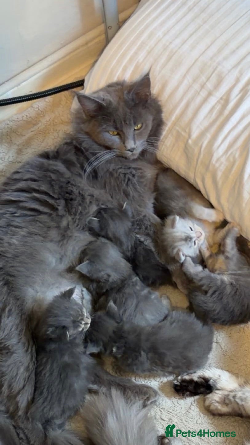 Maine Coon cats One blue silver mainecoon girl left  - Advert 1