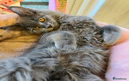 Maine Coon cats for sale: GCCF active / domestic Maine Coon  - Image 9