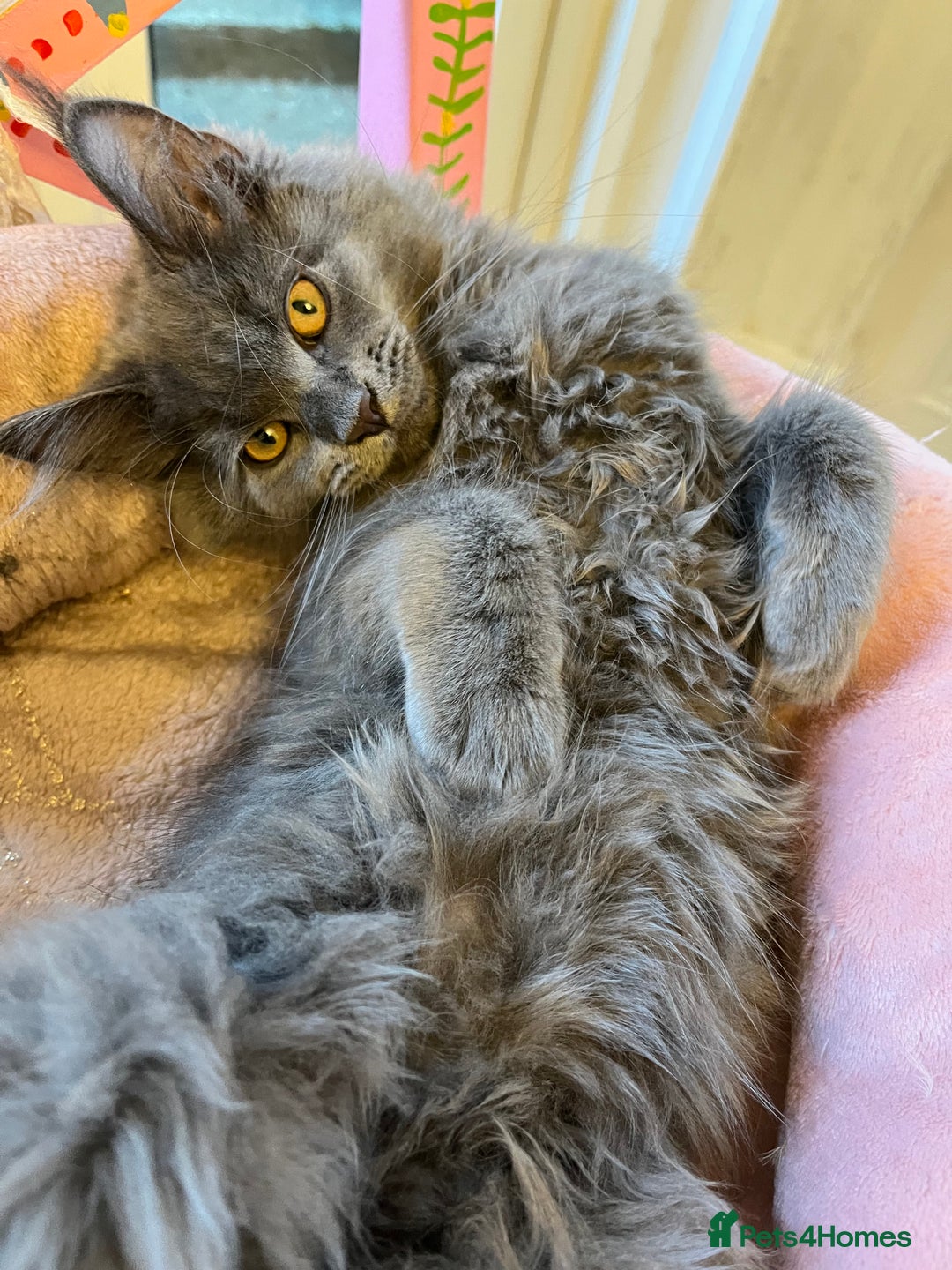 Maine Coon cats for sale: GCCF active / domestic Maine Coon  - Image 9