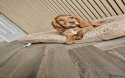 Cocker Spaniel dogs for sale: Health tested working cocker spaniels  - Image 2