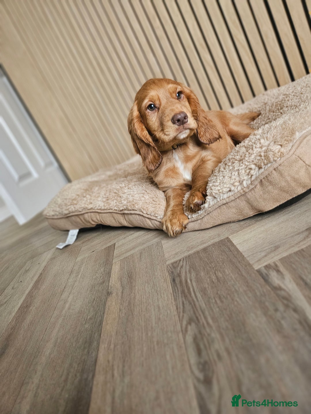 Cocker Spaniel dogs for sale: Health tested working cocker spaniels  - Image 2