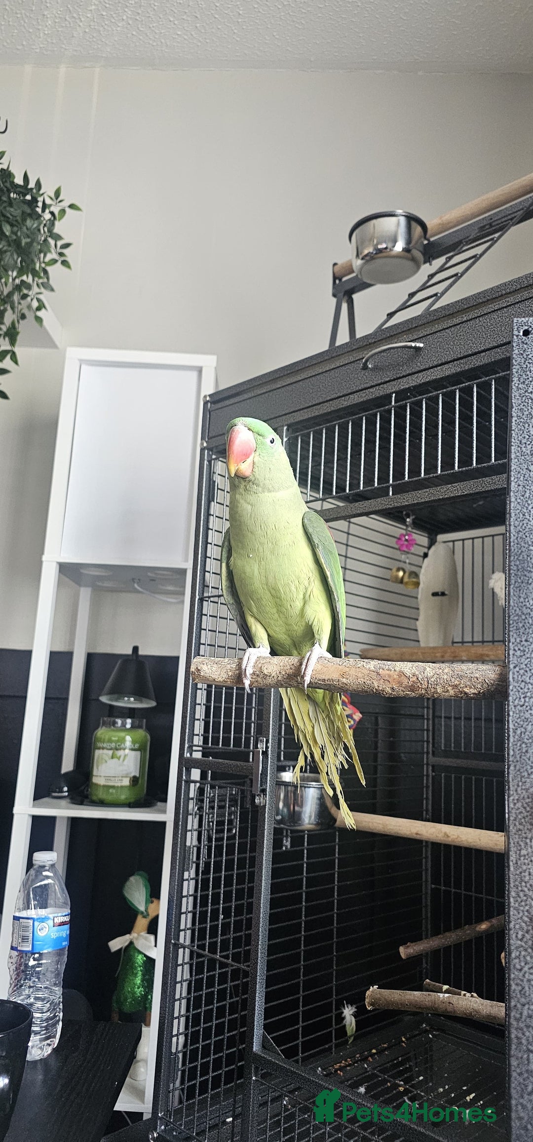 Conures birds for sale: Alexandrian  - Image 8