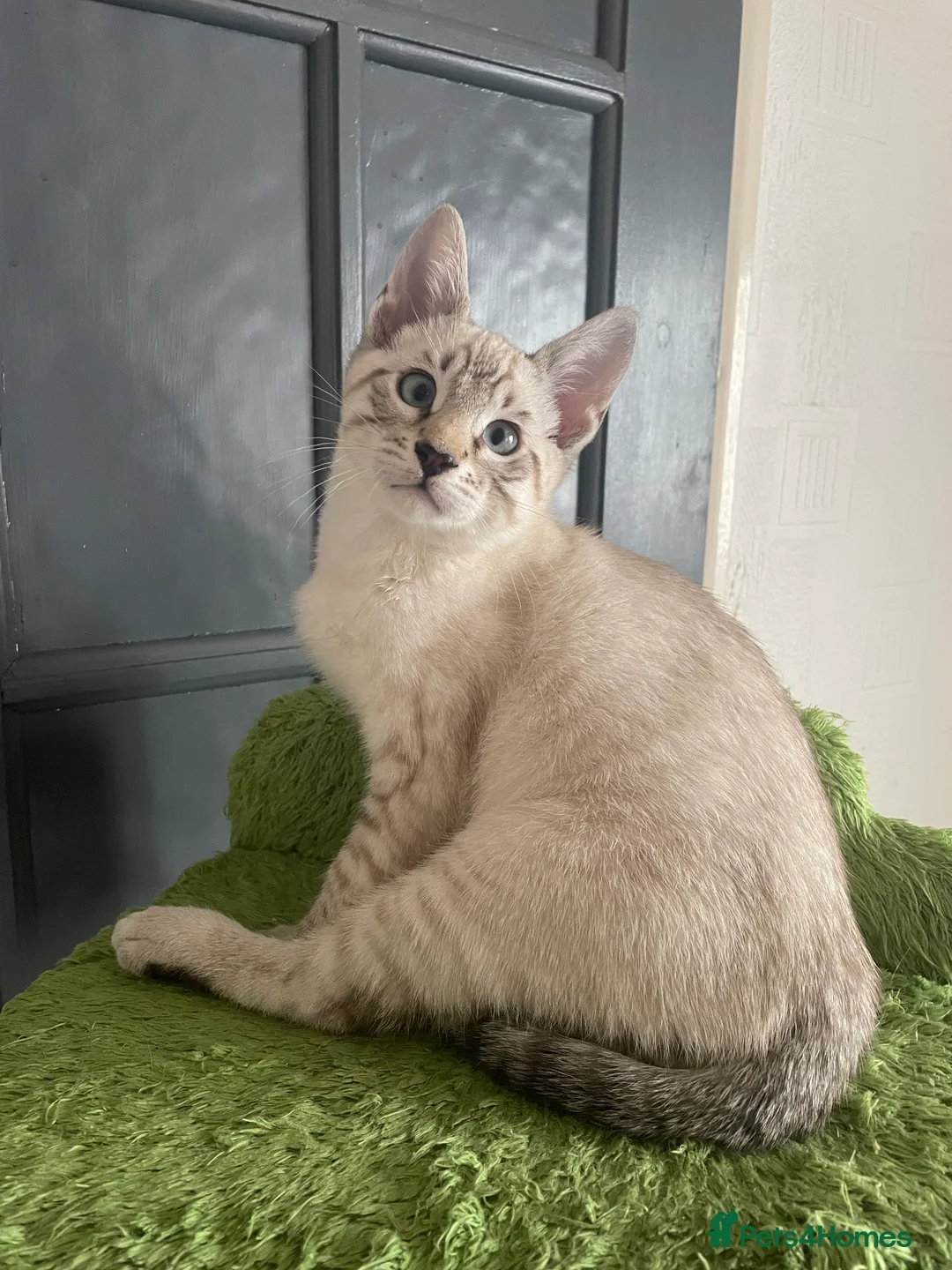 Bengal cats for sale: ❤️INTRODUCING 4 BEAUTIFUL FELINES KITTENS ❤️ - Advert 6