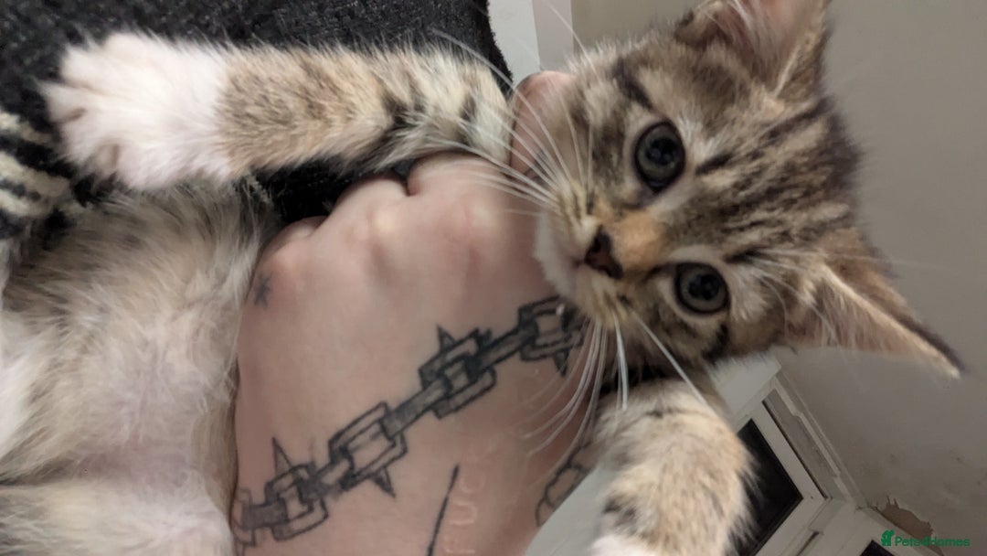 British Shorthair cats for sale: BEAUTIFUL TABBY KITTENS FOR SALE  - Advert 23