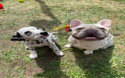 Dalmatian dogs for sale: 6 Beautiful Chunky Dalmatians born 27/5/25 in Stafford - Image 29
