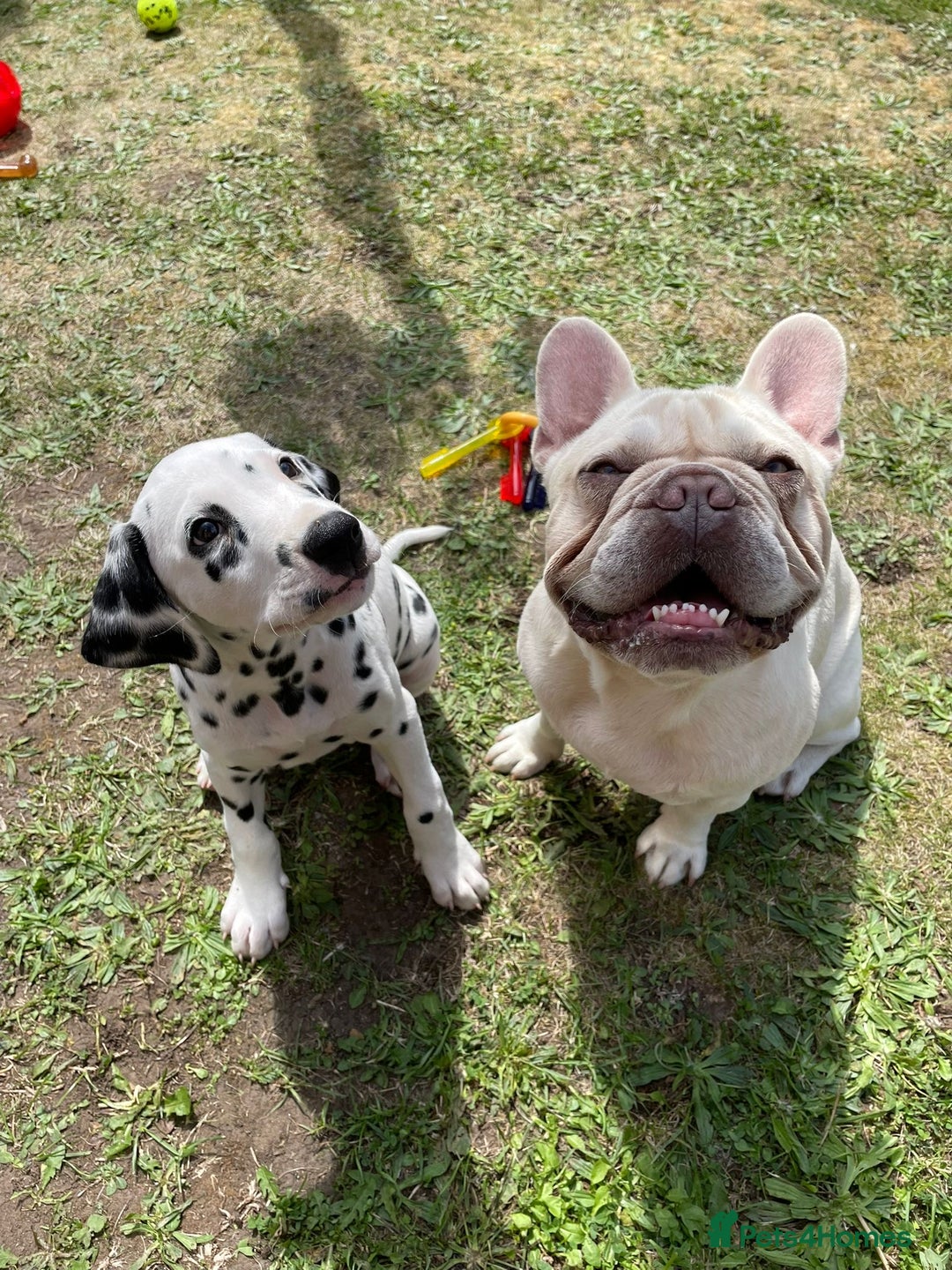 Dalmatian dogs for sale: 6 Beautiful Chunky Dalmatians born 27/5/25 in Stafford - Image 29