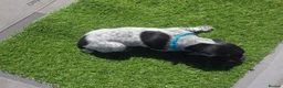 German Shorthaired Pointer dogs for sale: Stunning example of KC German Shorthaired Pointers in Tredegar - Advert 15