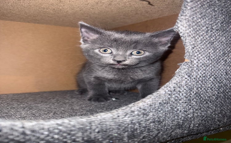 Russian Blue cats - Advert 5