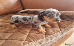 Miniature Dachshund dogs for sale: Stunning KC Health Tested Miniature Dachshunds - Image 6