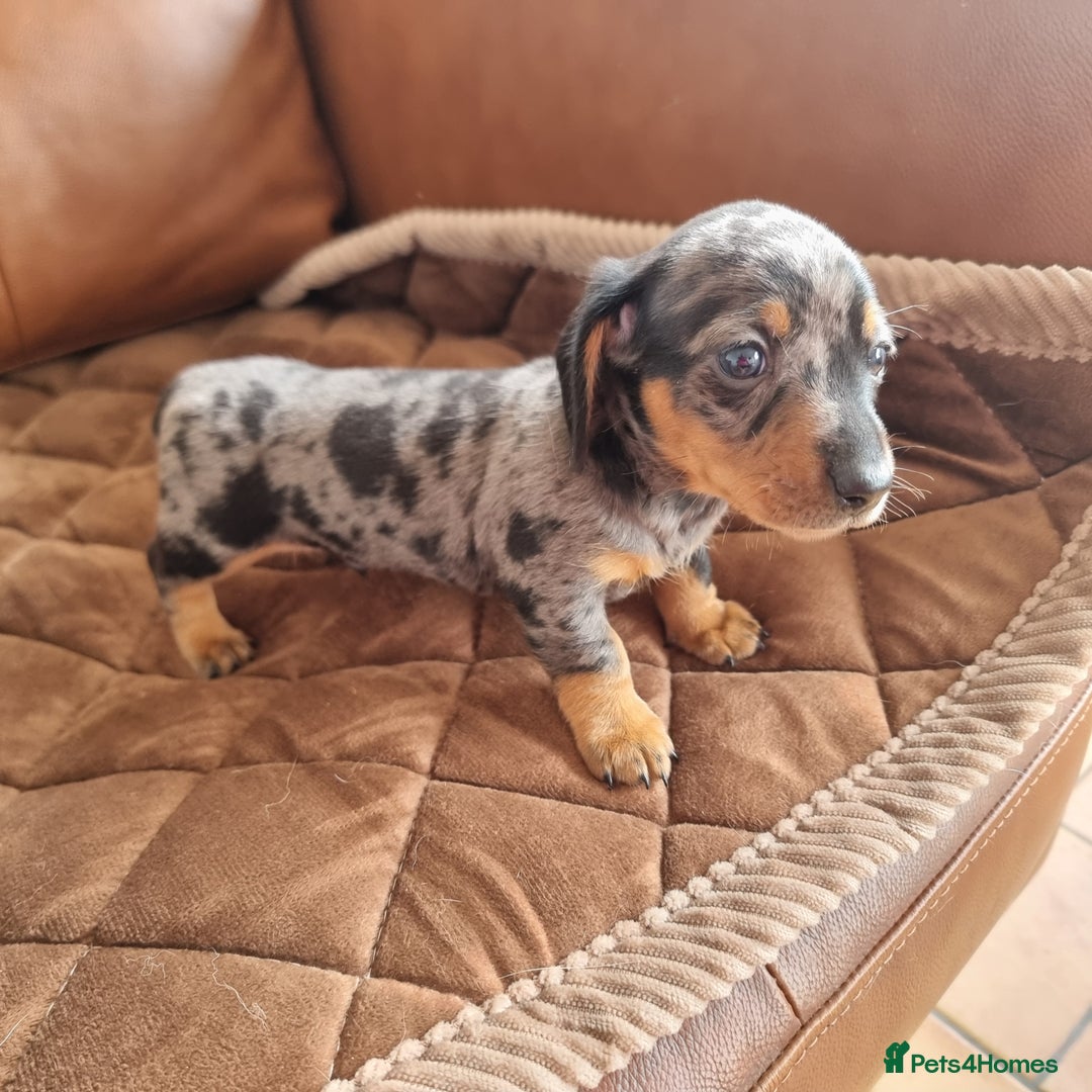 Miniature Dachshund dogs for sale: Stunning KC Health Tested Miniature Dachshunds - Image 6