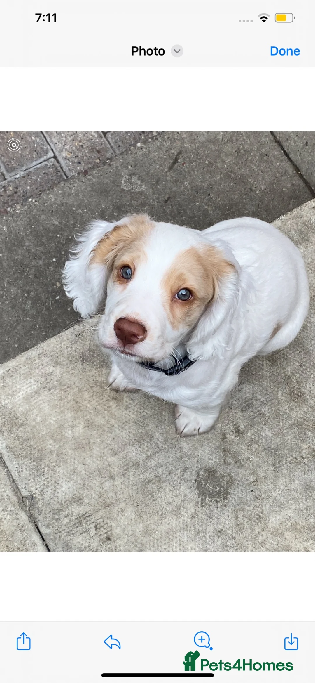 Cocker Spaniel dogs for stud: For stud  in Peterlee - Advert 15