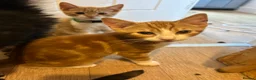 Mixed Breed cats for sale: Beautiful Ginger & Tortoiseshell Kittens in Faringdon - Advert 37