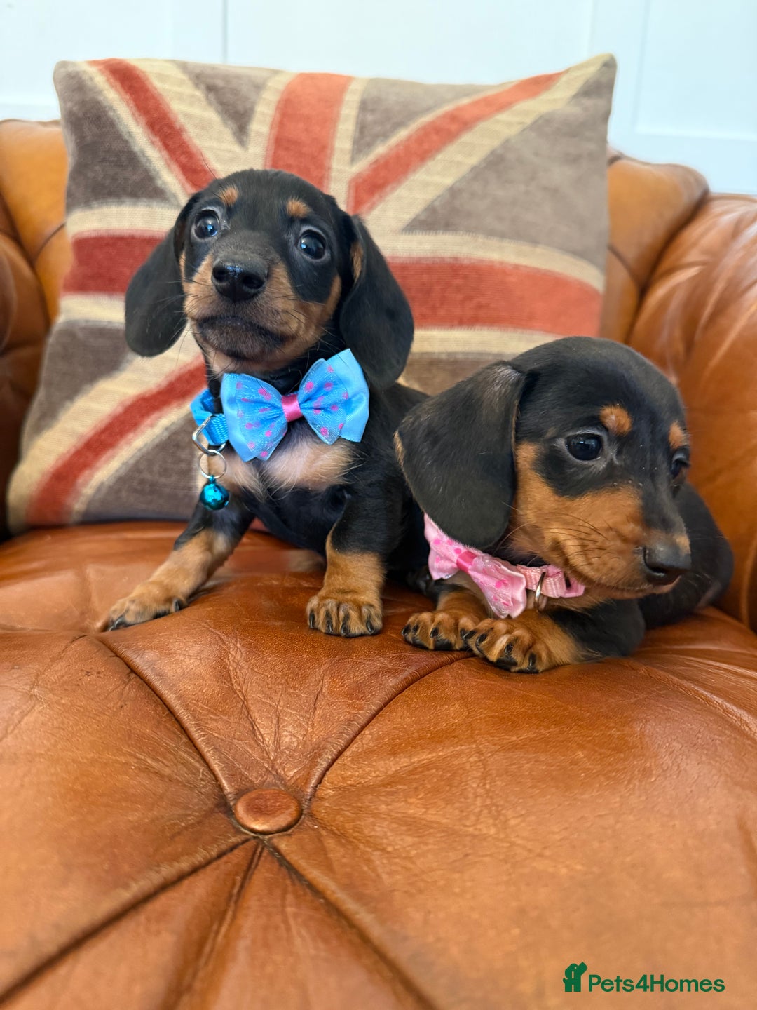 Miniature Dachshund dogs for sale: Beautiful Miniature Dachshunds 5 ⭐ License Breeder - Advert 9