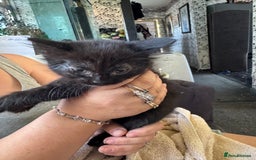 Mixed Breed cats for sale: 6 mixed kittens - Image 7