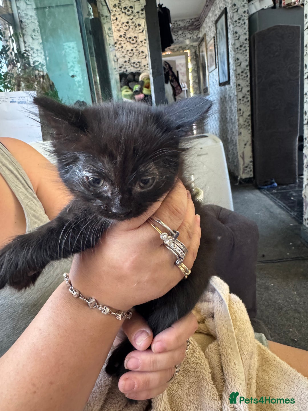 Mixed Breed cats for sale: 6 mixed kittens - Image 7