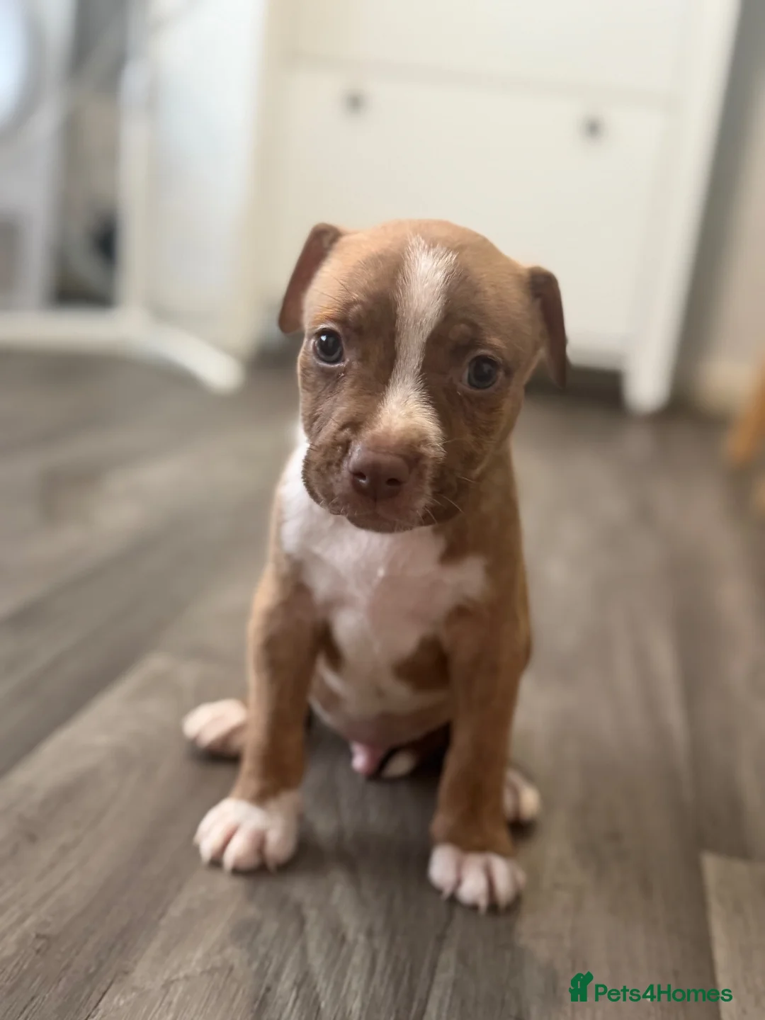 Mixed Breed dogs for sale: Stuffy X American Bully Pups - Advert 9
