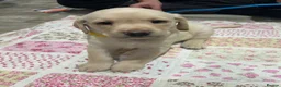 Labrador Retriever dogs for sale: 6 beautiful Labrador puppies - Advert 5