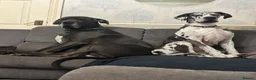 Great Dane dogs for sale: Planned Great Dane Litter – Blue x Harlequin - Advert 5