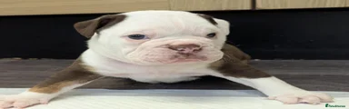Olde English Bulldogge 3